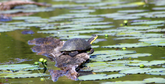 A Blandings turtle, with a bright yellow on the underside of it's neck, is basking on a log in a wetland, neck stretched out.